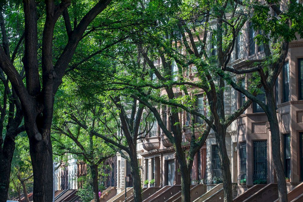 common lenox harlem